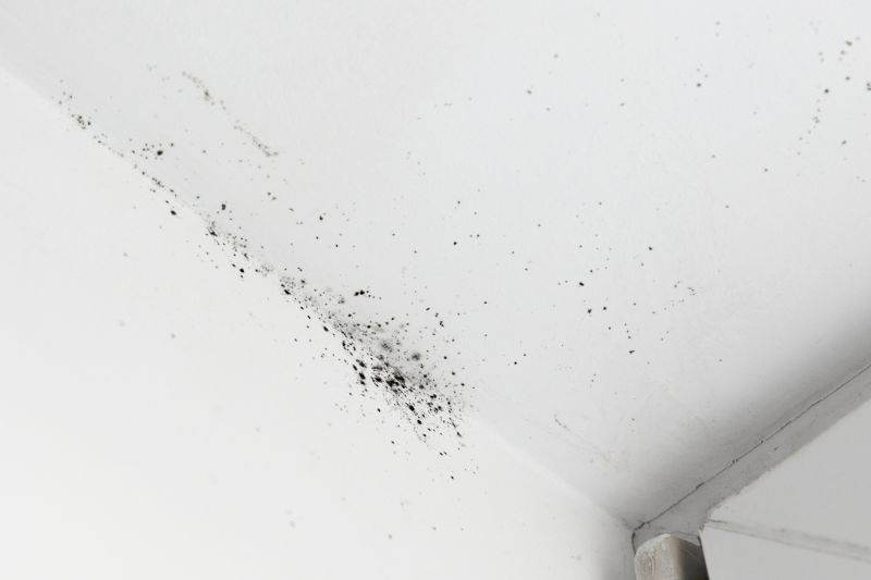 Attic Mold Removal in Fort Lauderdale, FL
