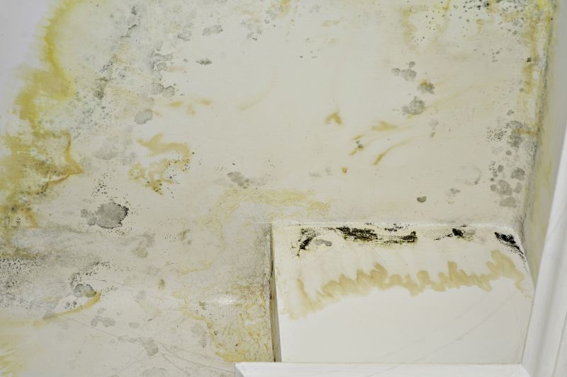Mold Abatement Service in Fort Worth, TX